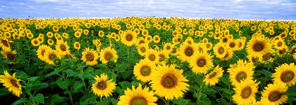 Sunflower Plantation in Kansas - GoodwillCarDonation.org