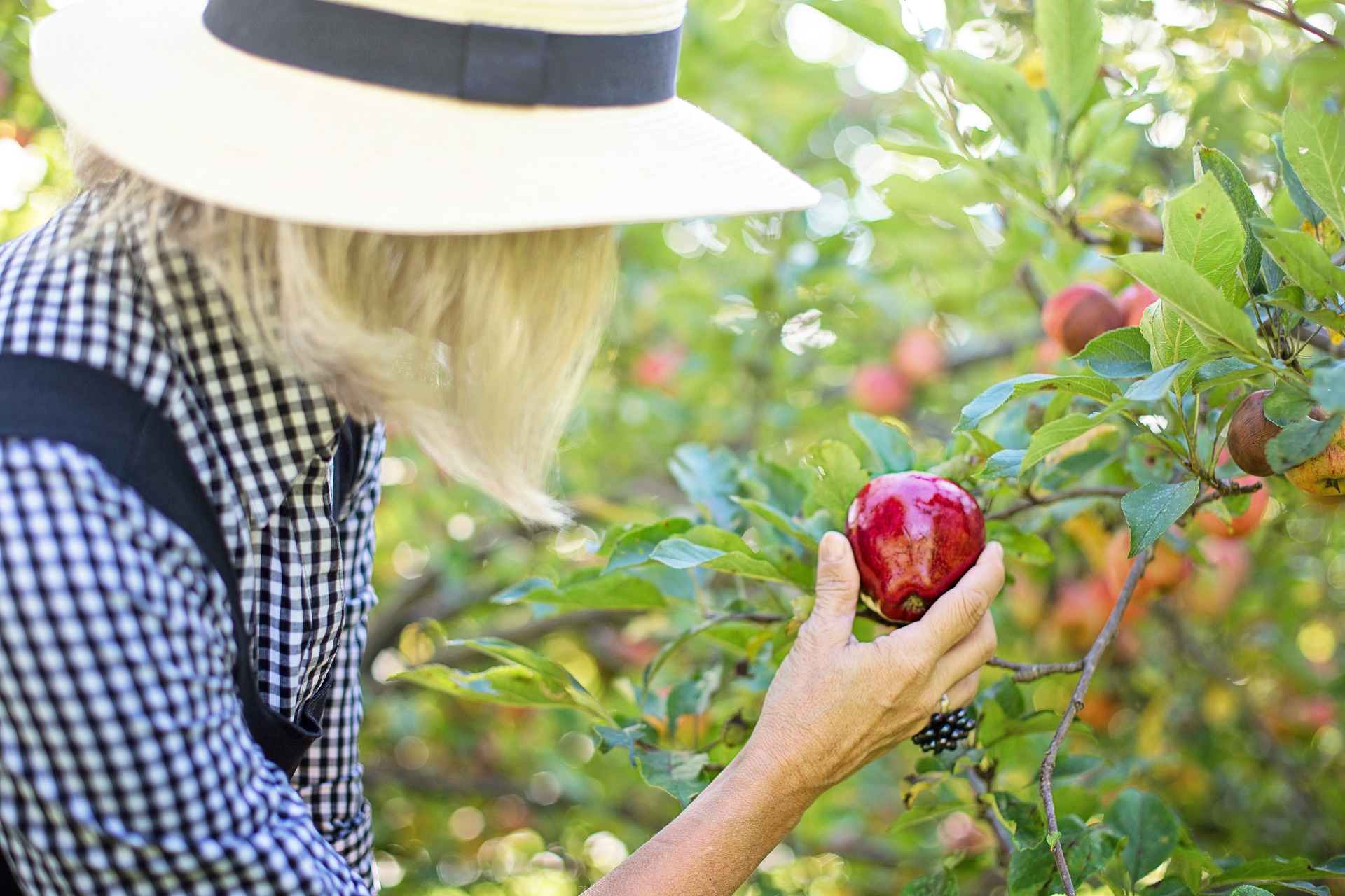 Fall Fruit Picking Guide Goodwill Car Donations fall-fruit-picking-guide-goodwill-car-donations