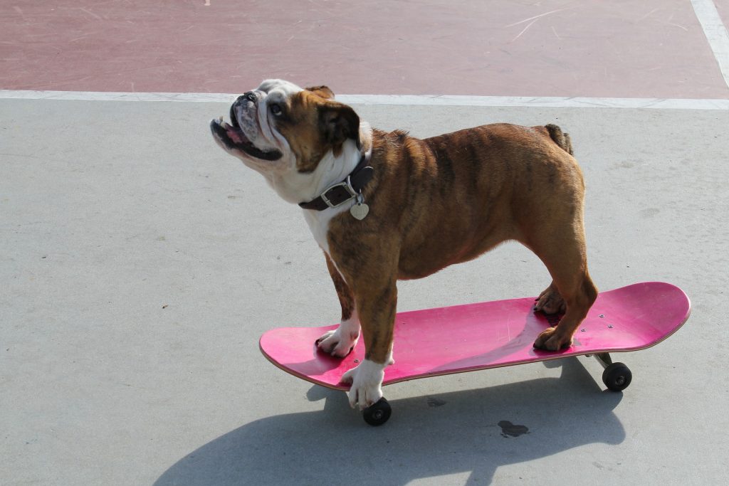The Skateboarding Dog | Goodwill Car Donations