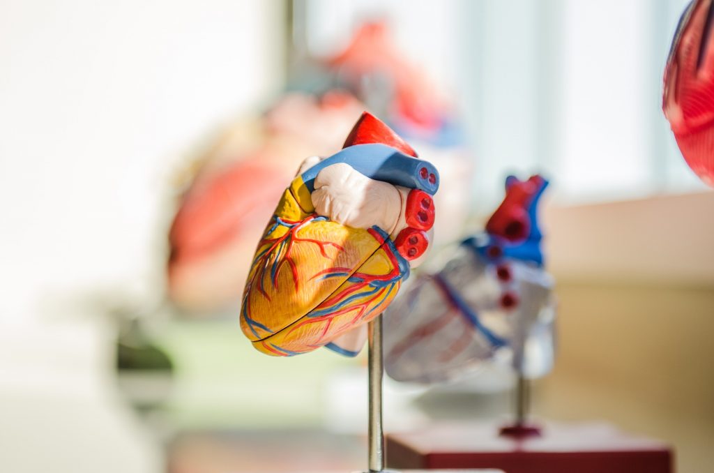 Human Heart 3D Model | Goodwill Car Donations