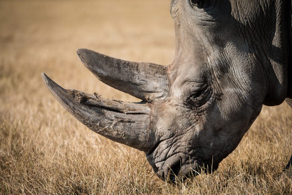 Critically Endangered Rhinoceros | Goodwill Car Donation