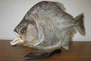 Oddest Things Donated: Preserved Piranha | Goodwill Car Donations