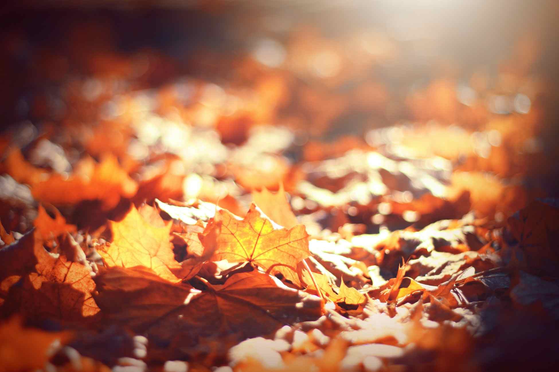 Autumn Foliage | Goodwill Car Donations