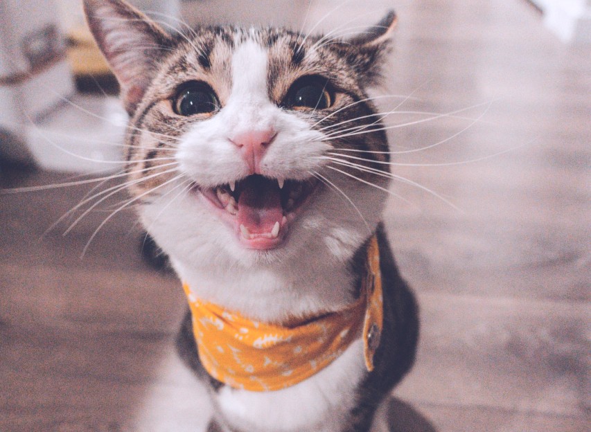 Funny Cat | Goodwill Car Donations