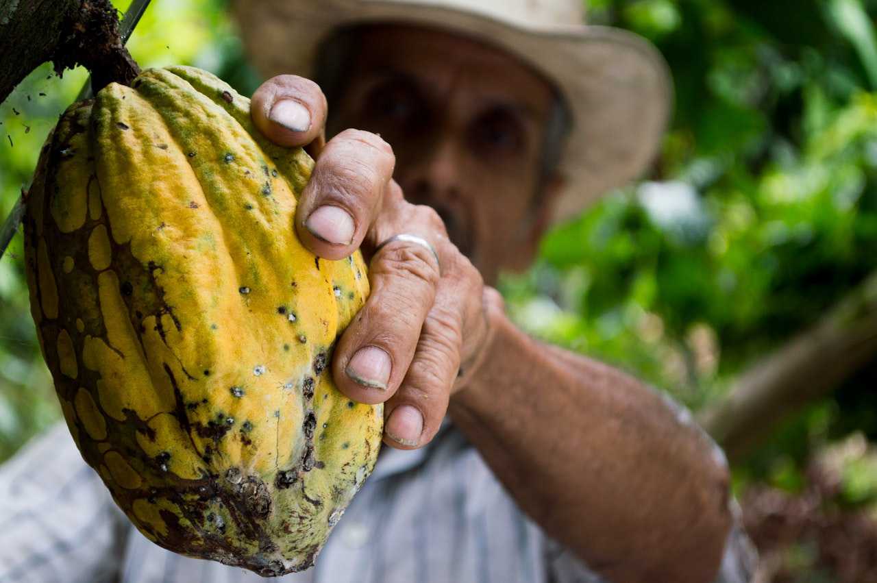 Man Picking Yellow Cocoa Fruit | Goodwill Car Donations