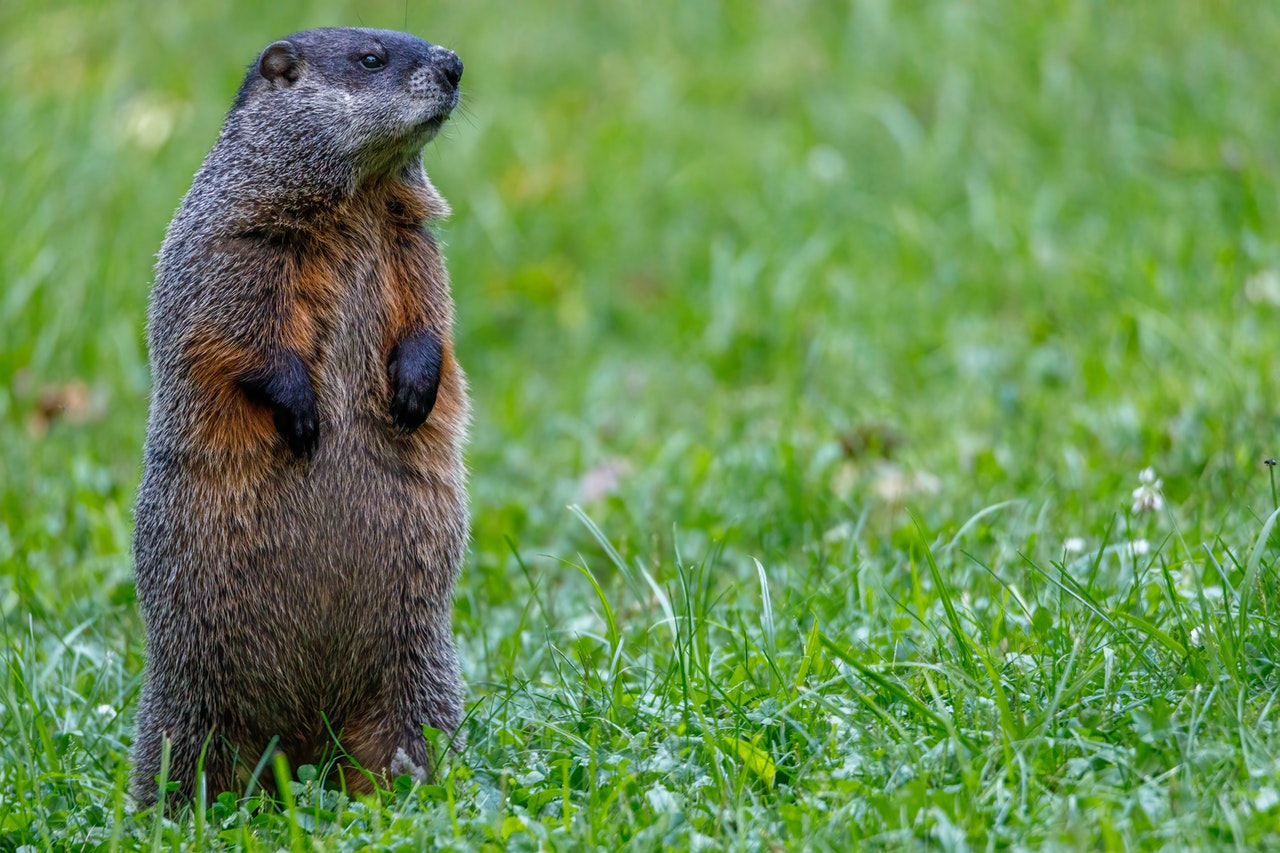 Groundhog on Grass | Goodwill Car Donations