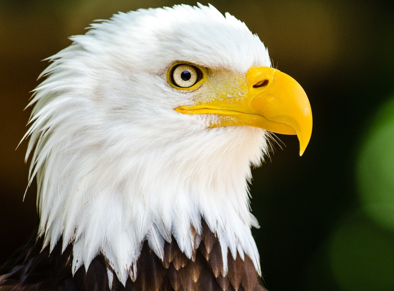Close Up Photo of Bald Eagle | Goodwill Car Donations