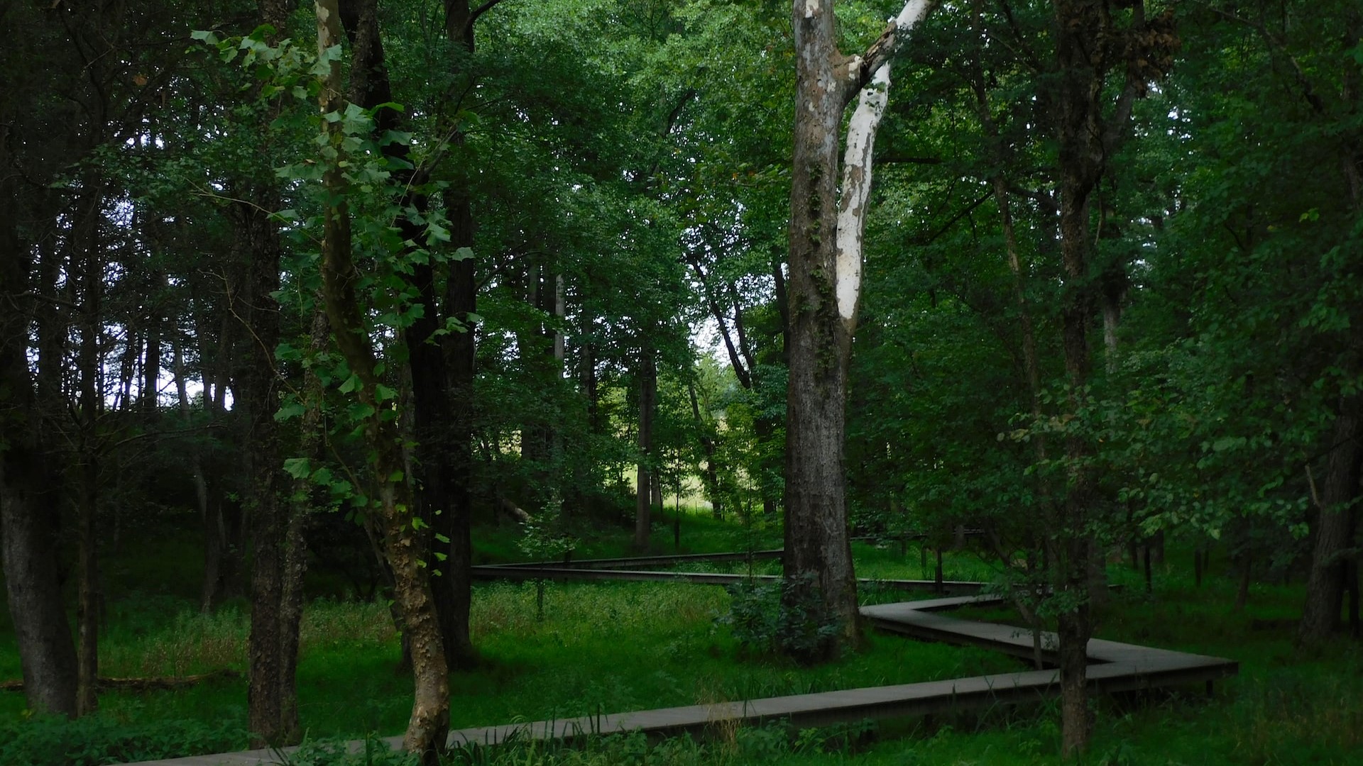 A pathway in nature, symmetrical zigzag path | Goodwill Car Donations