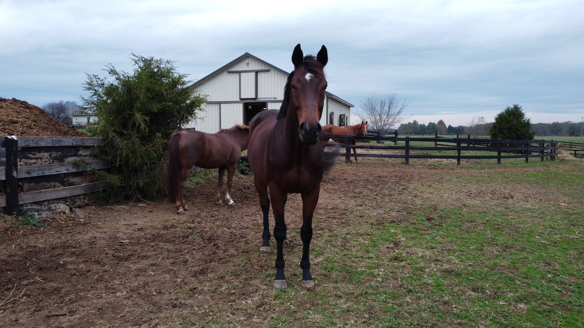 Horse | Goodwill Car Donations