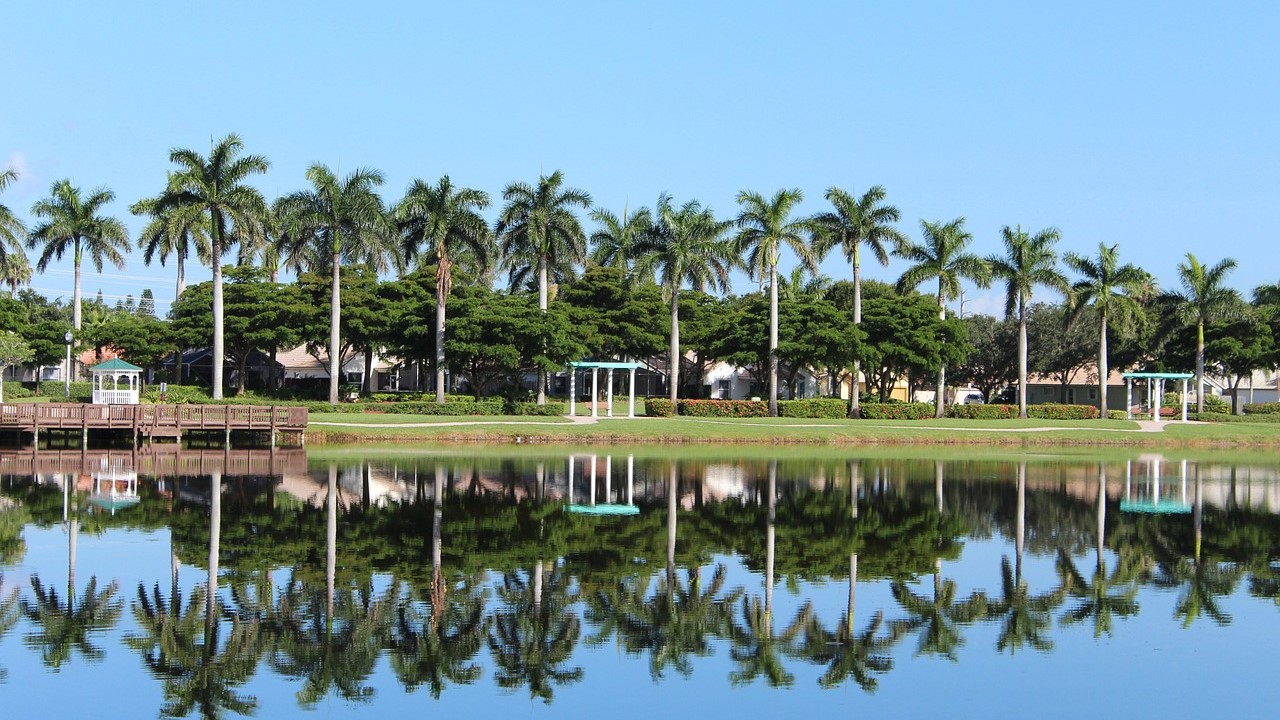 Palm Trees in Florida | Goodwill Car Donations