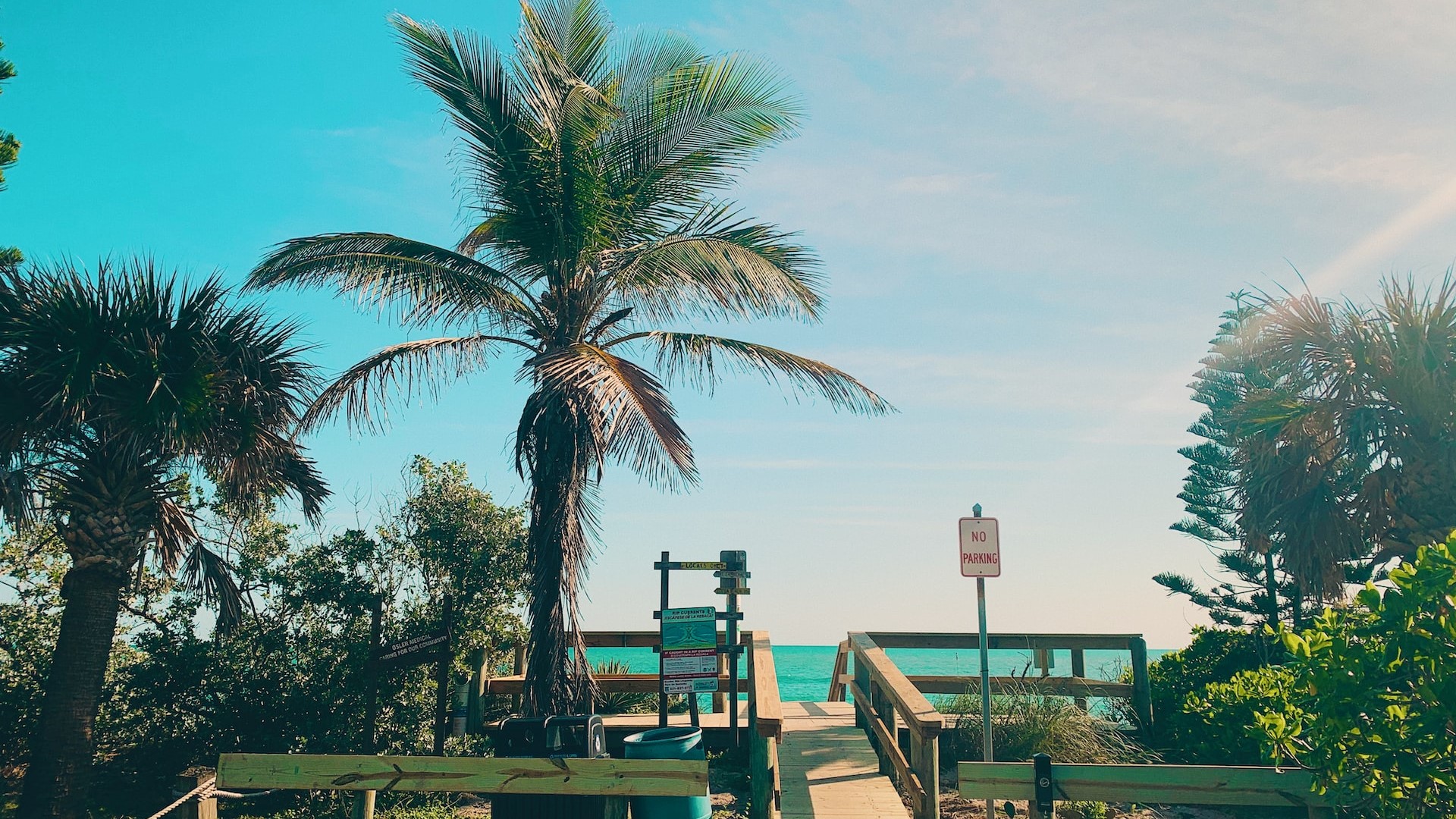 green coconut trees photo | Goodwill Car Donations