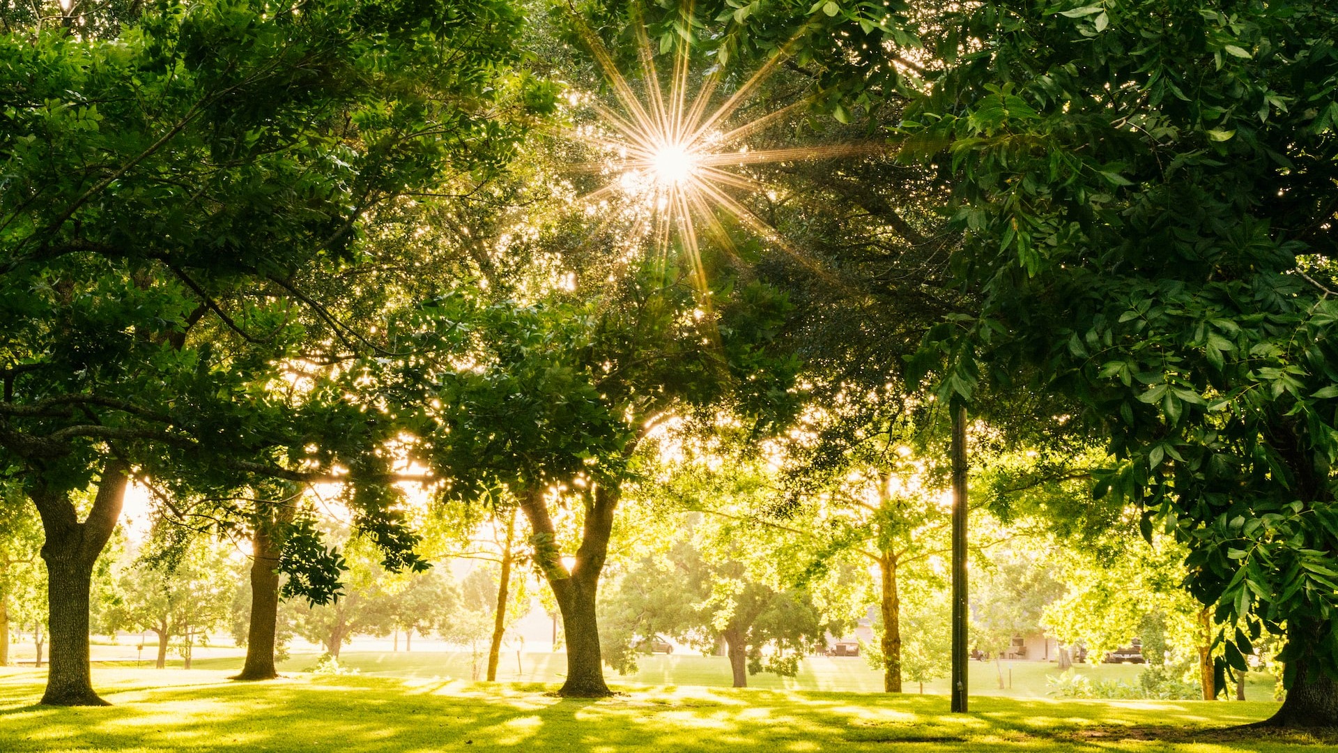 sun shining om tree photo | Goodwill Car Donations