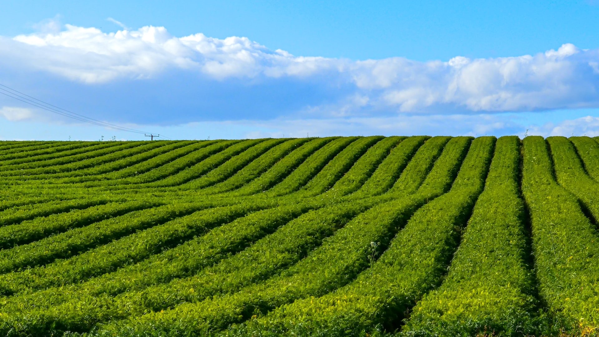 Green agriculture field in Immokalee | Goodwill Car Donations