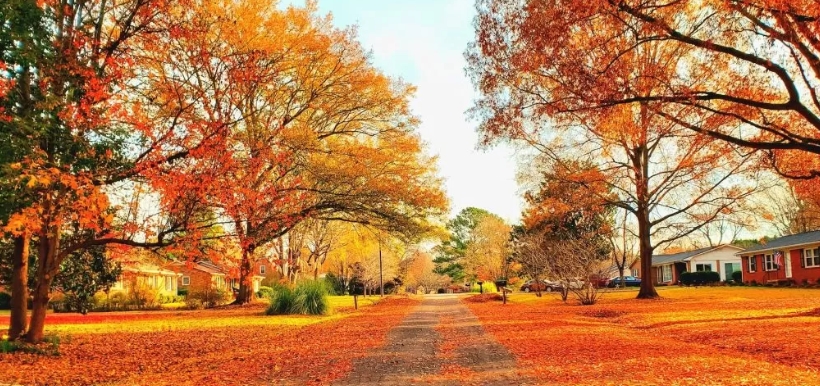 Autumn leaves in Rockhill | Goodwill Car Donations