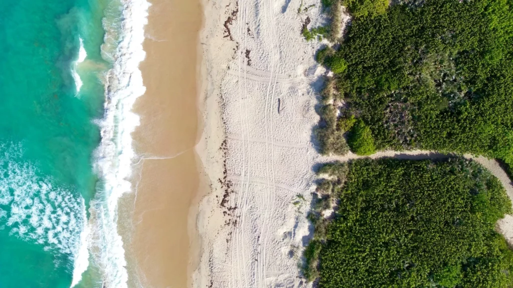 A beach with trees and water