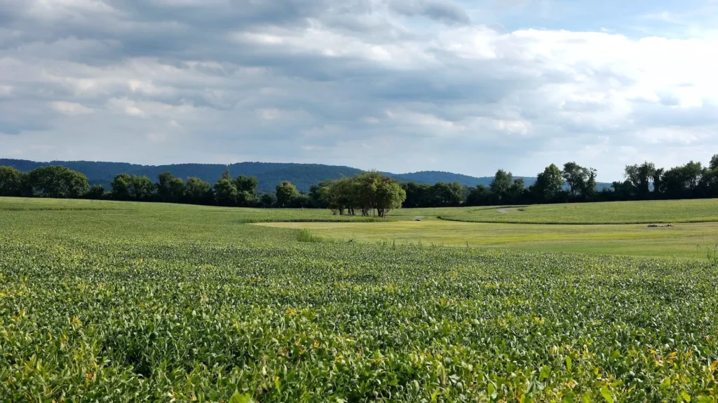 A field of flowers with trees in the background