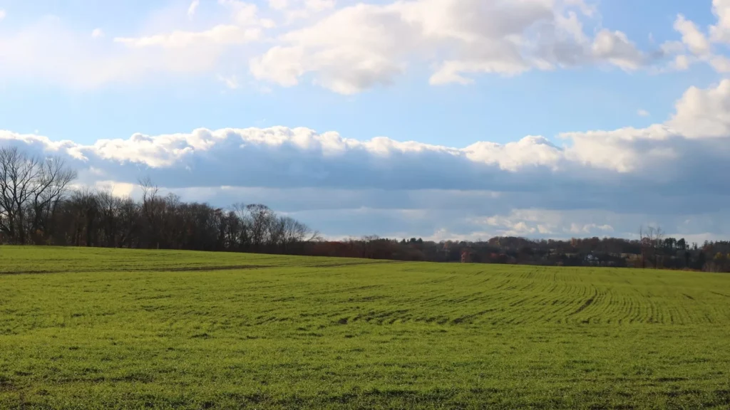 A large green field