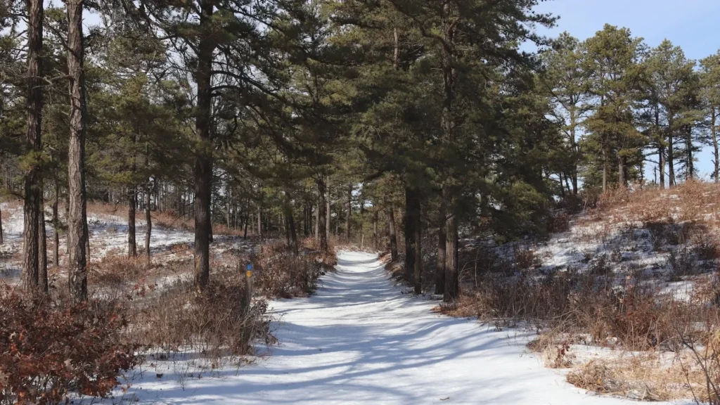 Winter nature trail in the Albany Pine Bush
