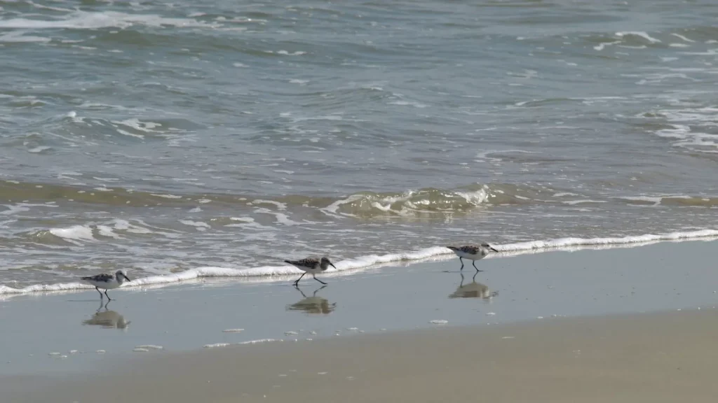 Birds on the beach