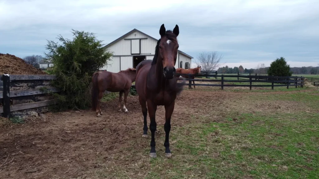 Brown horse on green grass field during daytime