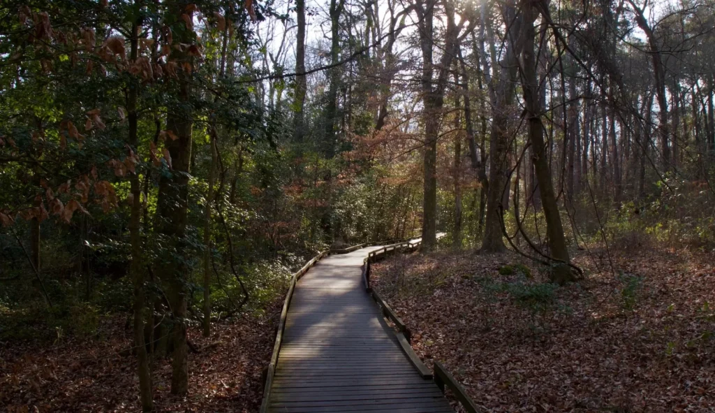 brown wooden pathway between trees during daytime