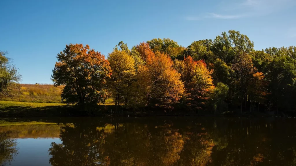 Green and brown trees beside body of water during daytime