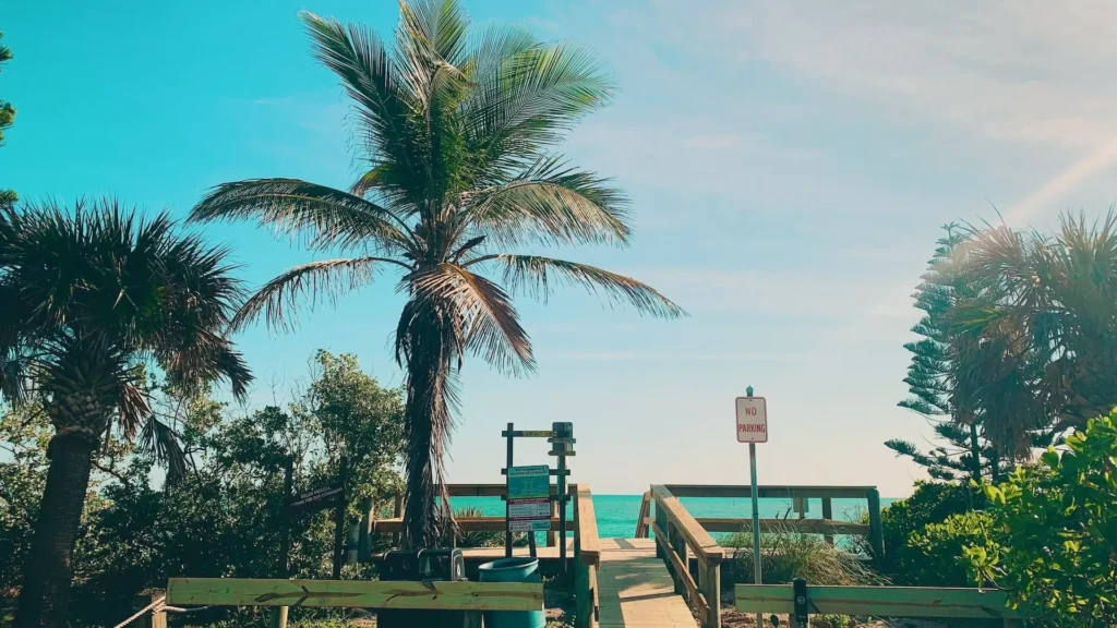 Green coconut trees