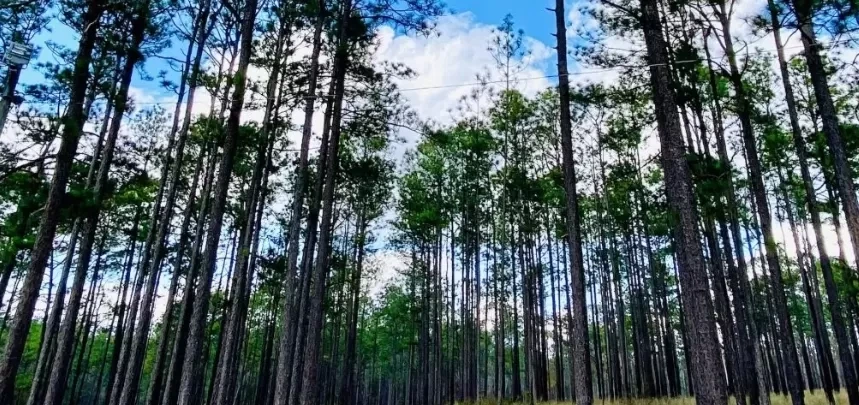 green trees under blue sky during daytime