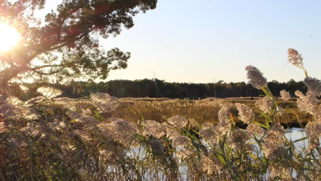 Lake in forest