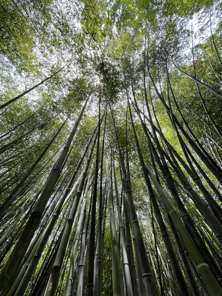 Low angle photography of green trees during daytime