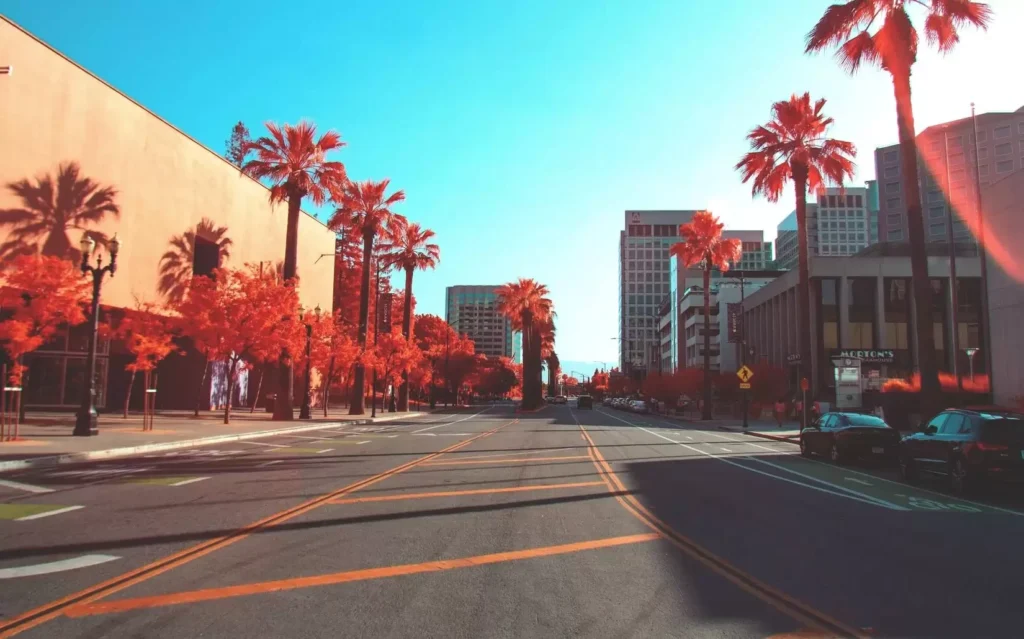 Road between palm trees