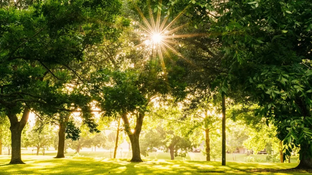 Sun shining on tree