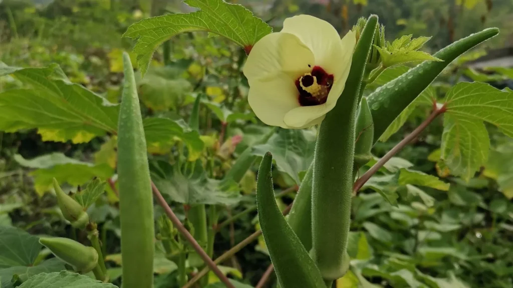 A flower that is growing in a field