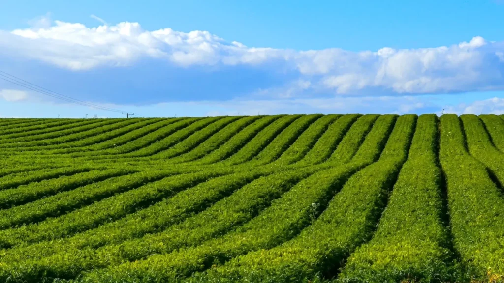 Green field during daytime