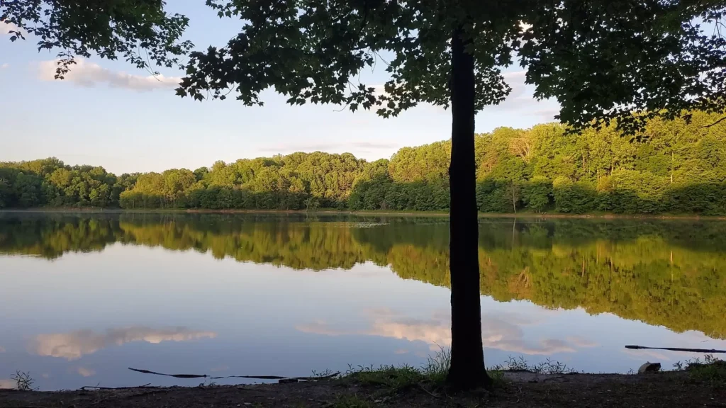Green trees beside lake during daytime