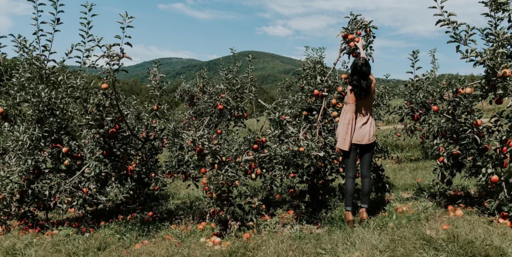 Woman picking up apples during daytime